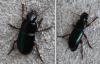 Harpalus sp.